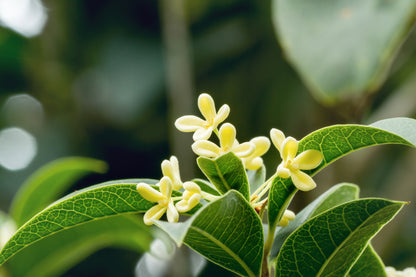 Lilla Doftljuset Bambu & Olivblomma